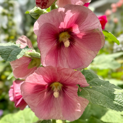 Hollyhock 'Peach’ Seeds