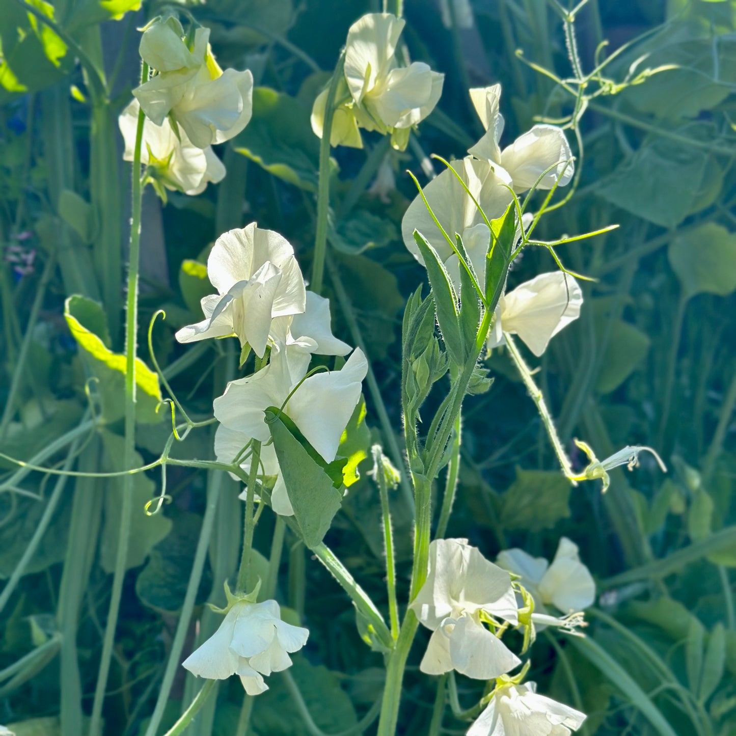 Sweet Pea ‘White Scented Mix’ Seeds.