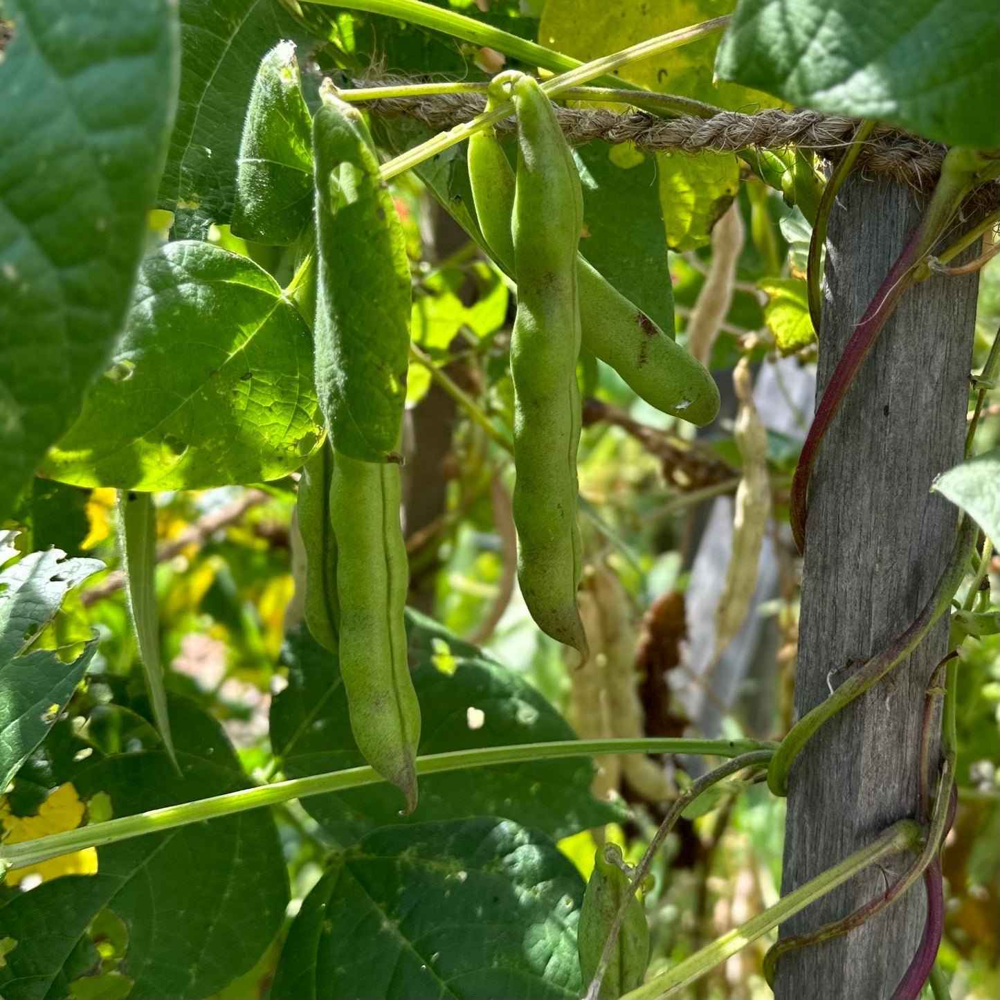 Climbing Bean ‘Jembo Polish Pole’ 40 Seeds