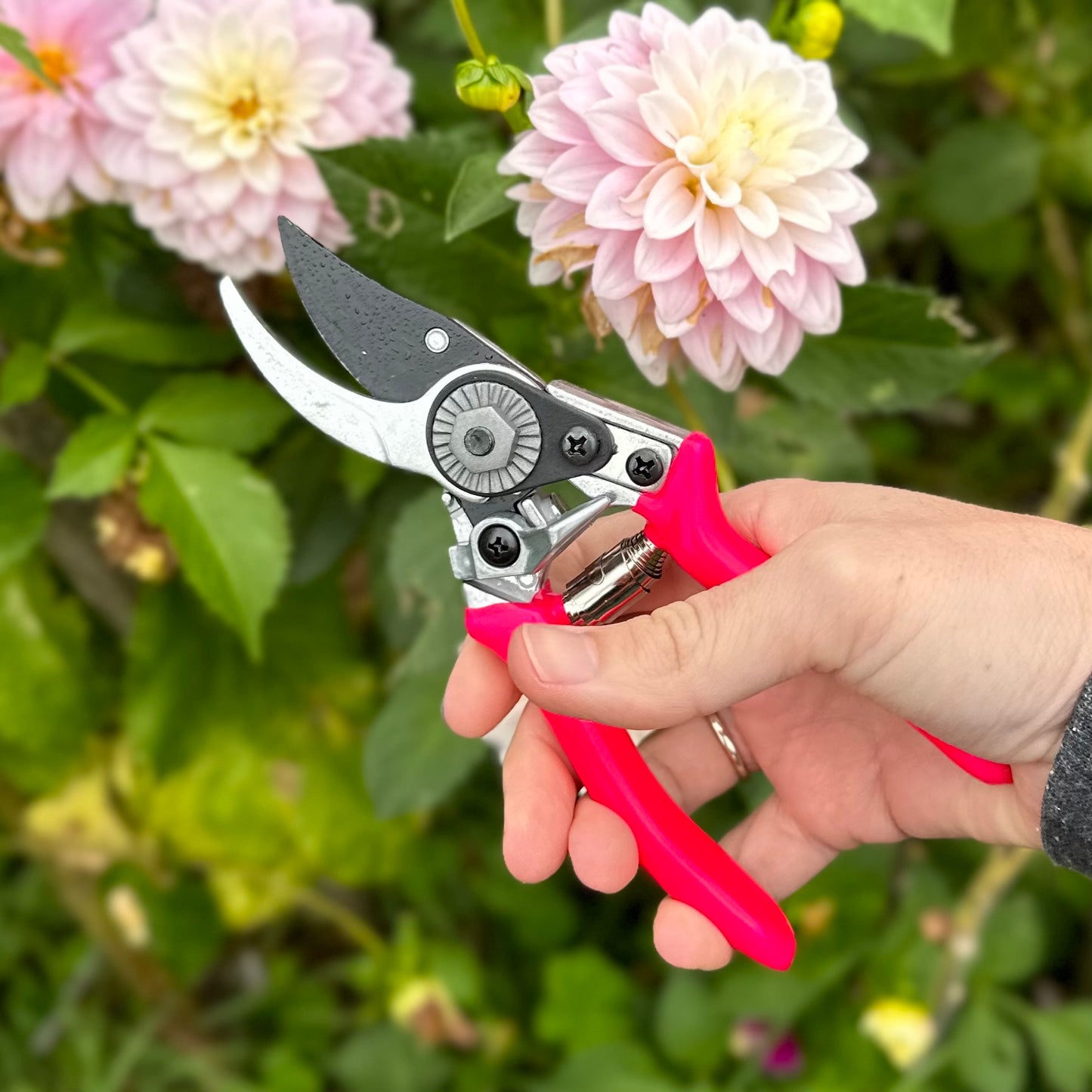 Florabrite Pink Pocket Pruner- RHS Endorsed