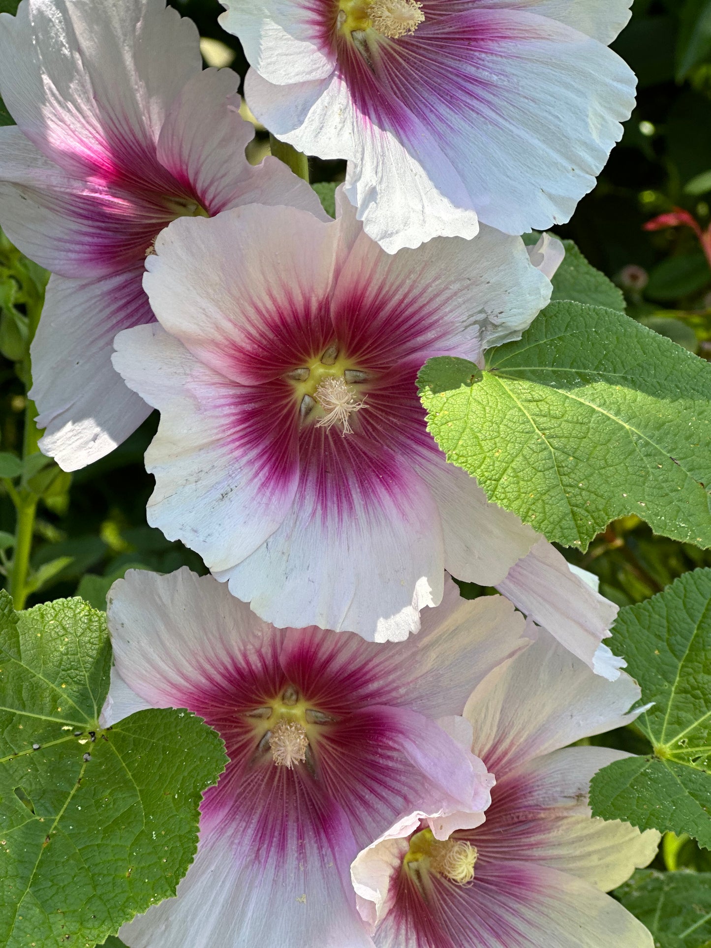 Hollyhock 'Blackberry Halo' Seeds