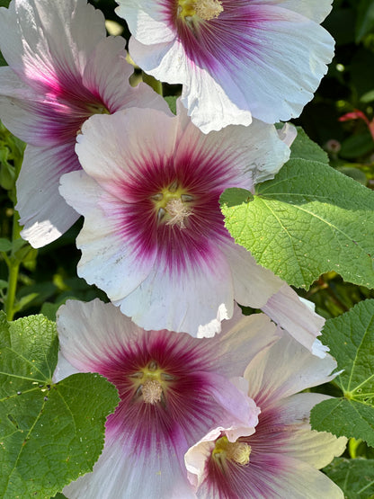 Hollyhock 'Blackberry Halo' Seeds