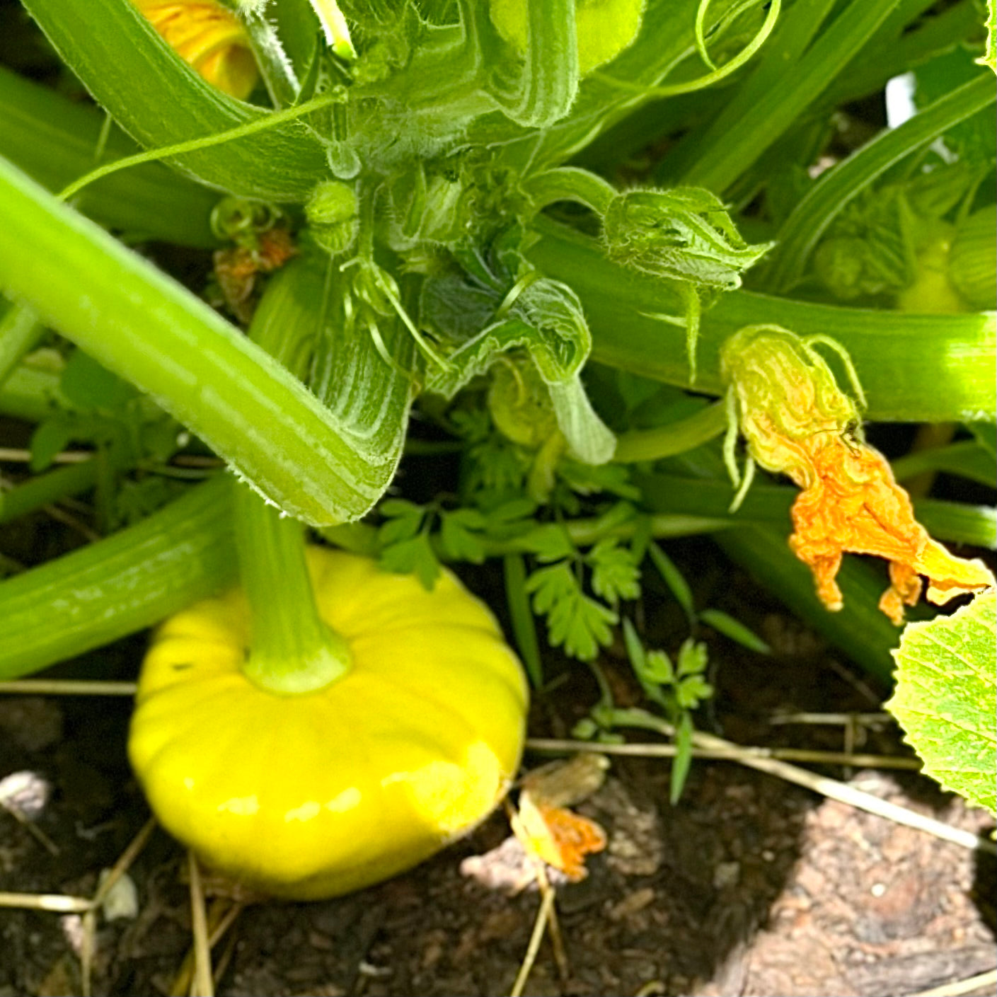 Squash ‘Tri-colour heirloom mix’ Seeds
