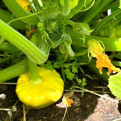 Squash ‘Tri-colour heirloom mix’ Seeds