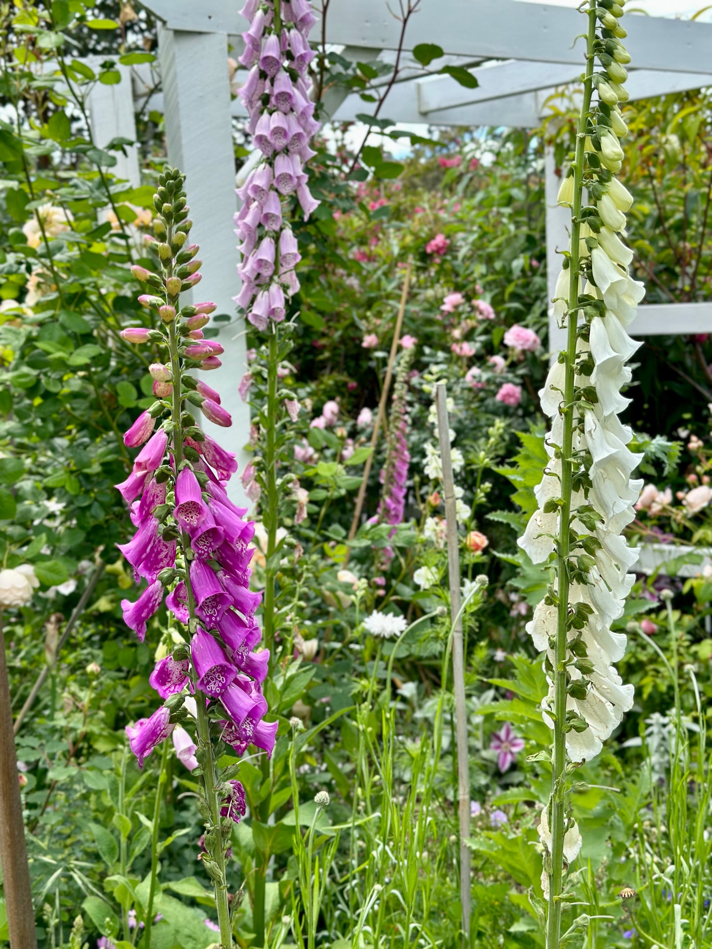 Cottage Garden Flower Mix 10g Seeds