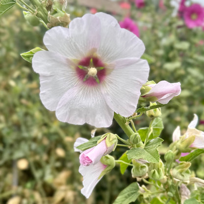 Hollyhock 'Blackberry Halo' Seeds