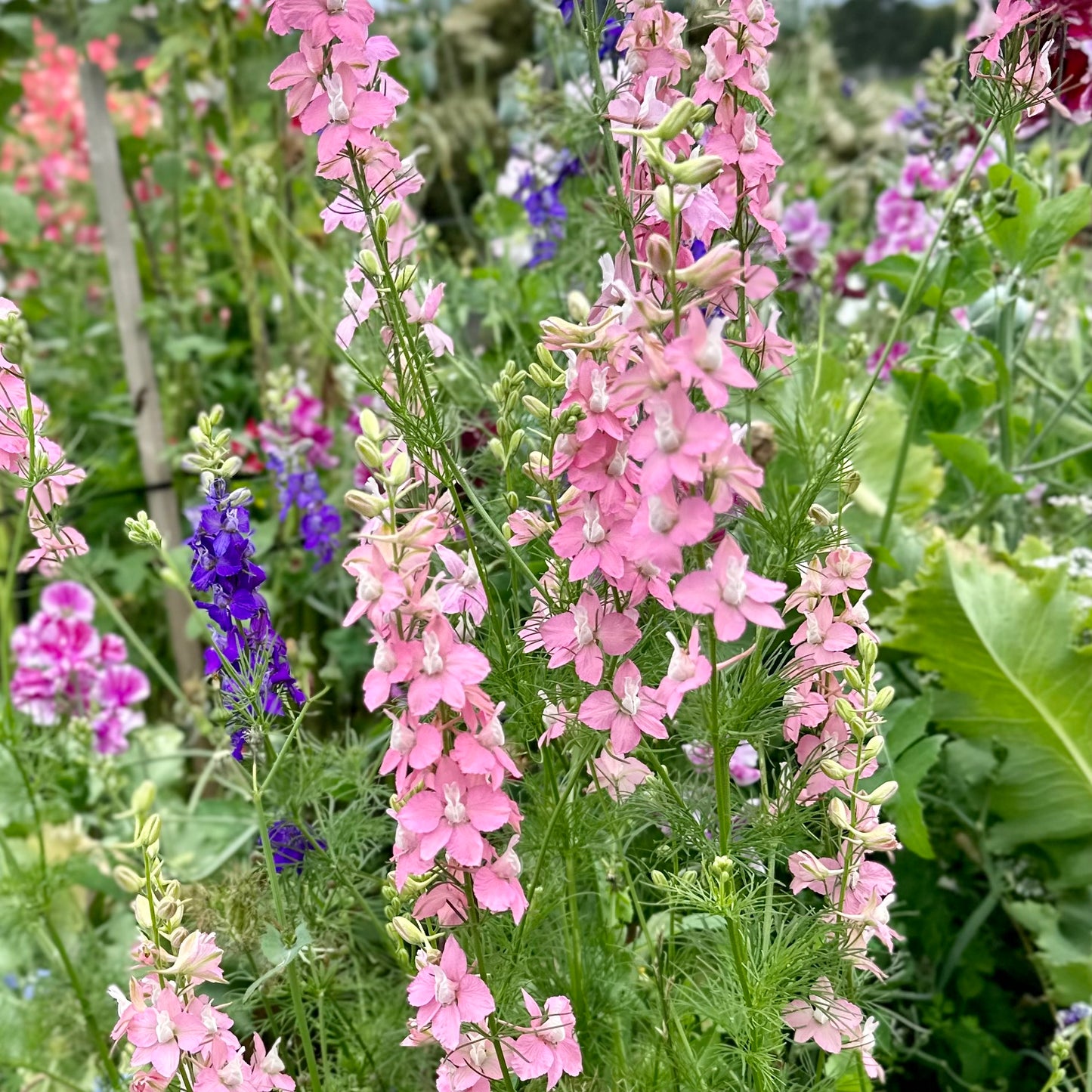 Cottage Garden Flower Mix 10g Seeds