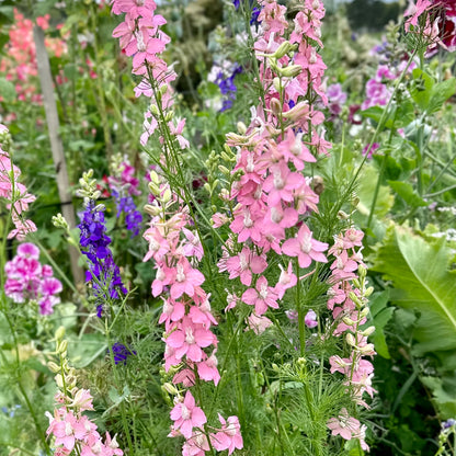 Cottage Garden Flower Mix 10g Seeds