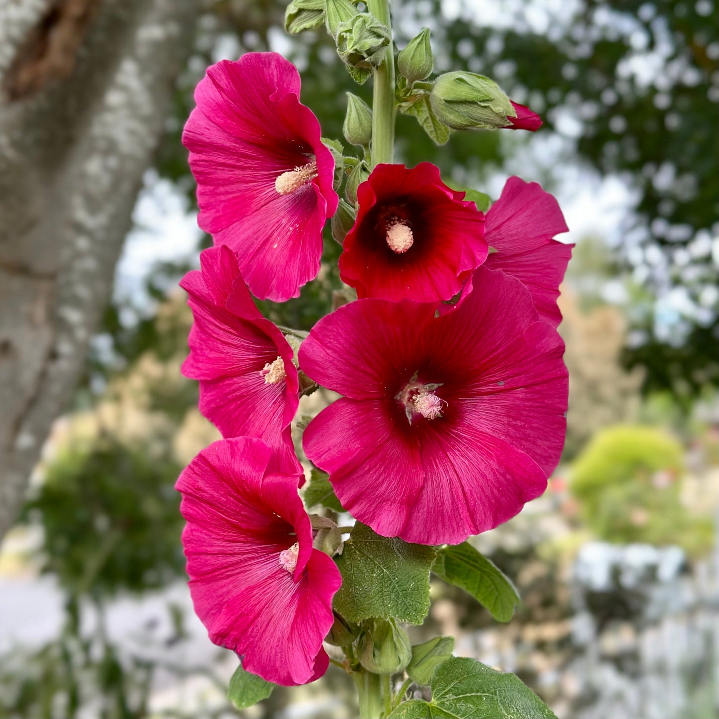 Hollyhock 'Sweetheart’ Seeds