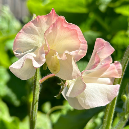 Sweet Pea ‘Bix’ Seeds