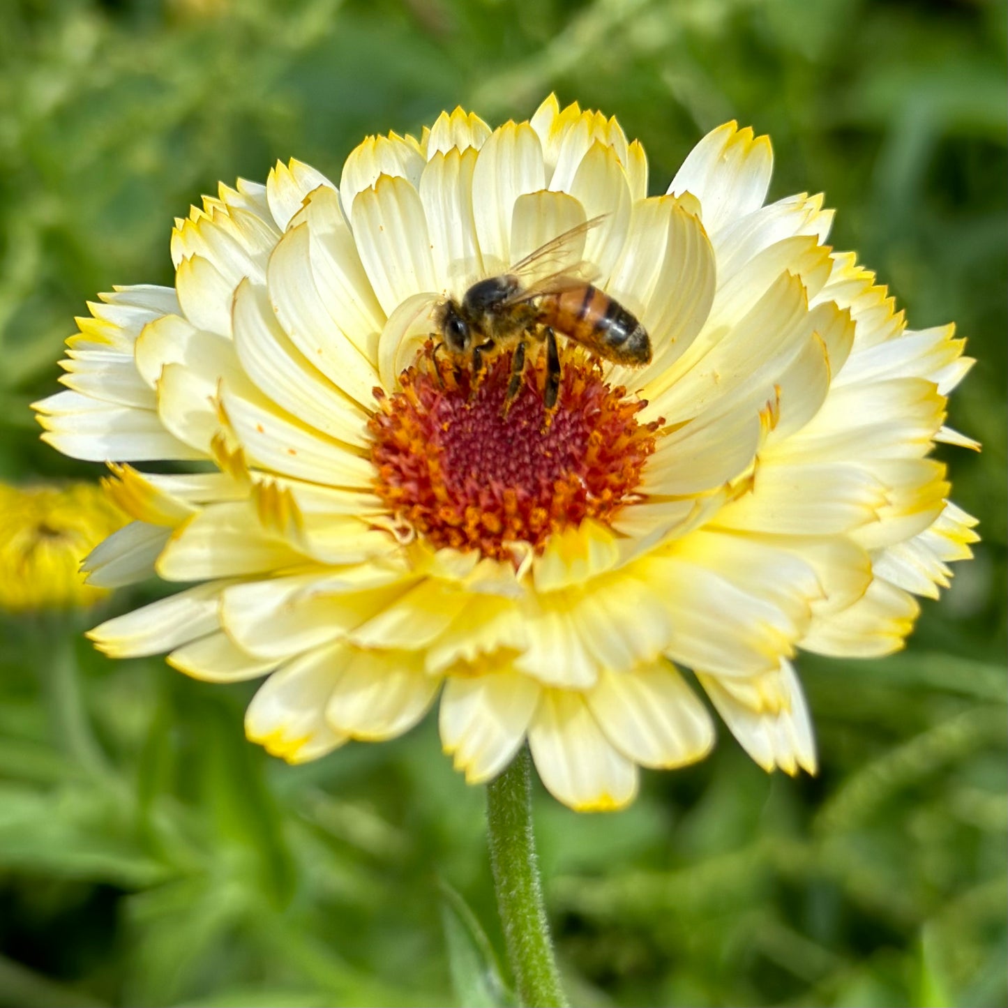 Calendula 'Ivory Princess' Seeds