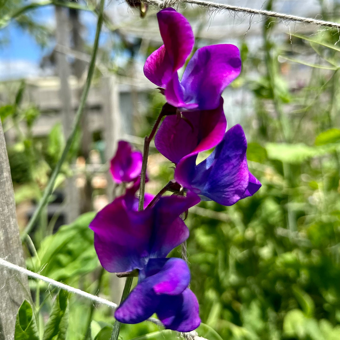 Sweet Pea ‘Blue Shift’ Seeds.
