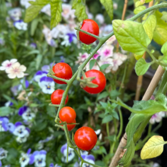 Tomato 'Sweetie' Seeds