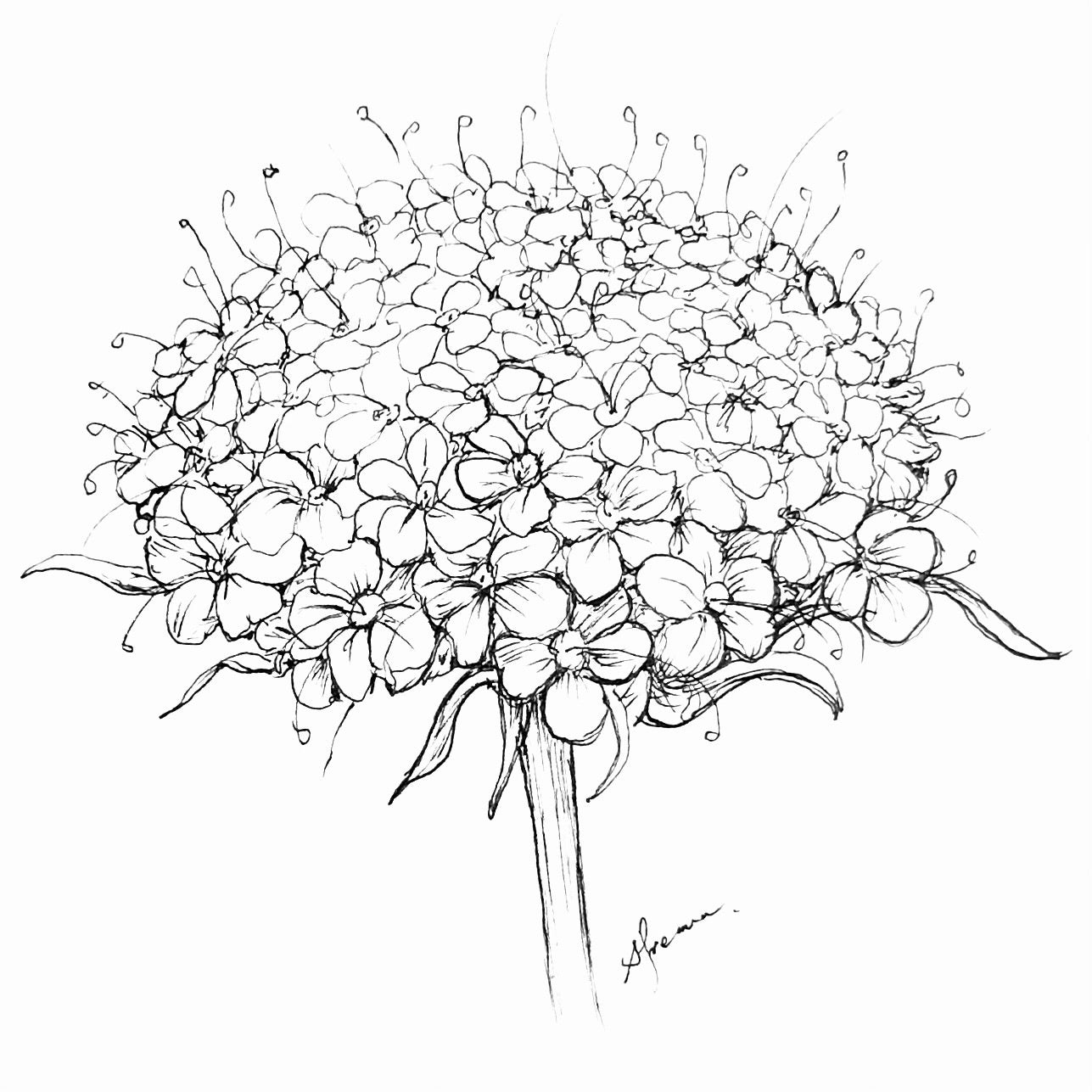 Didiscus 'Lacy Series' Mix Seeds