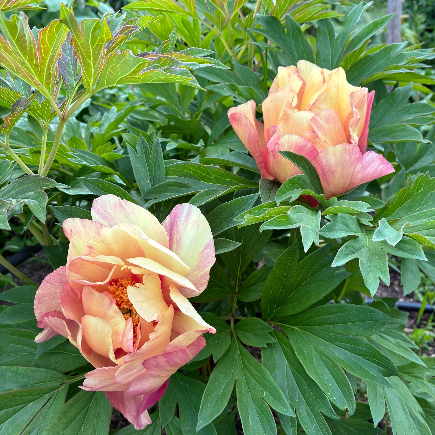 Itoh Peony 'Magical Mystery Tour' - Ballarat Only