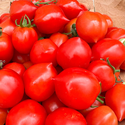 Tomato 'Geranium Kiss’ Seeds