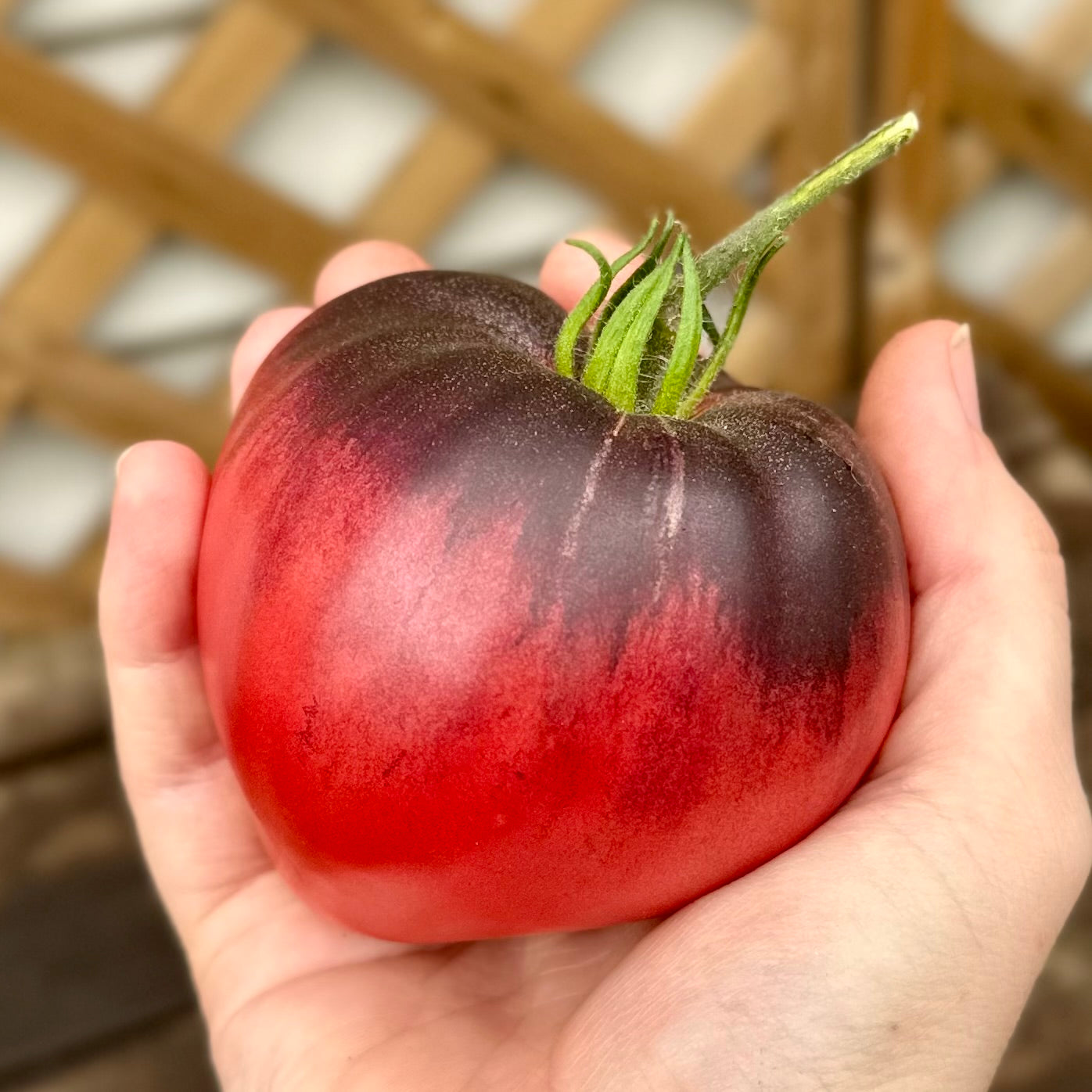 Tomato 'Sgt Peppers’ Seeds COMING SOON
