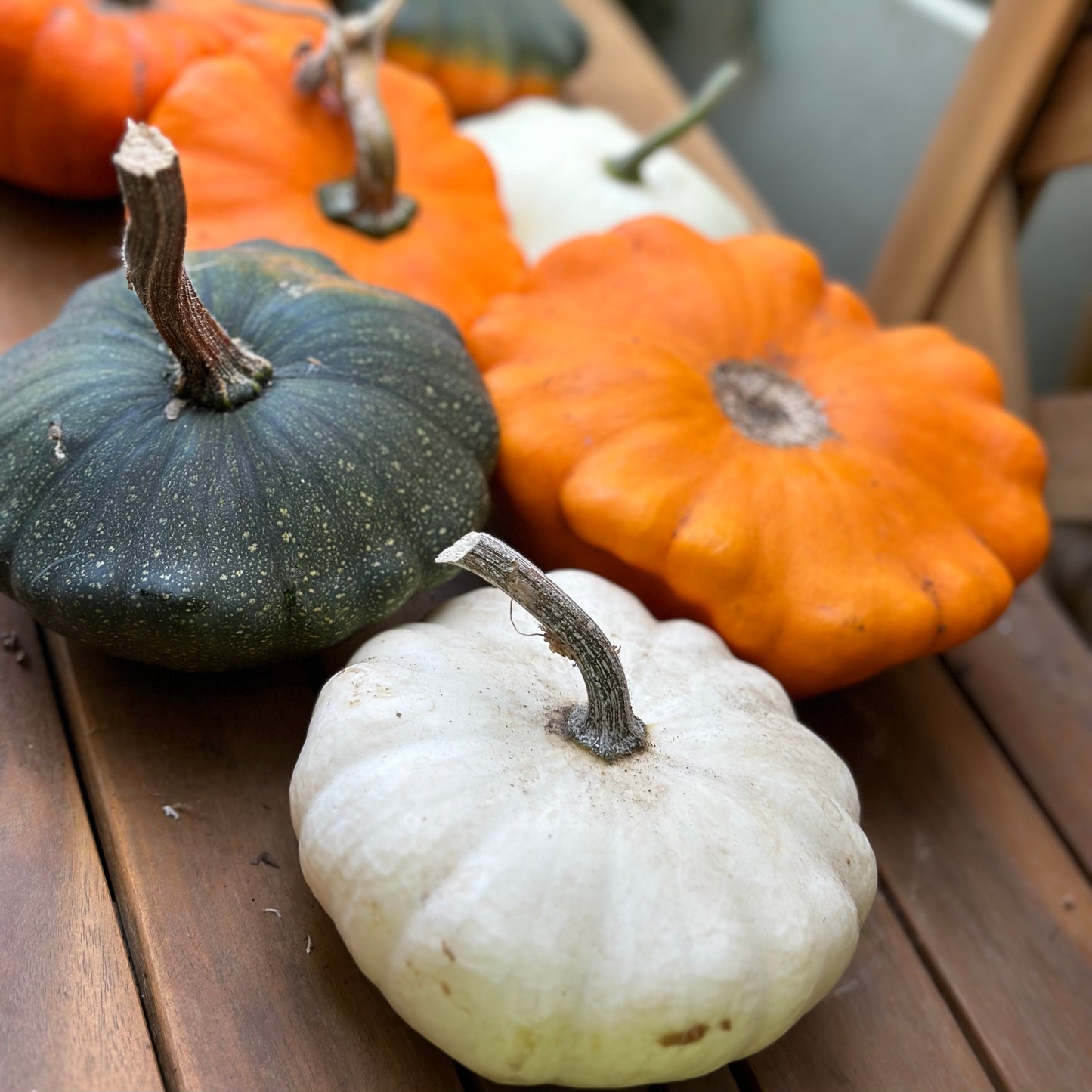 Squash ‘Tri-colour heirloom mix’ Seeds