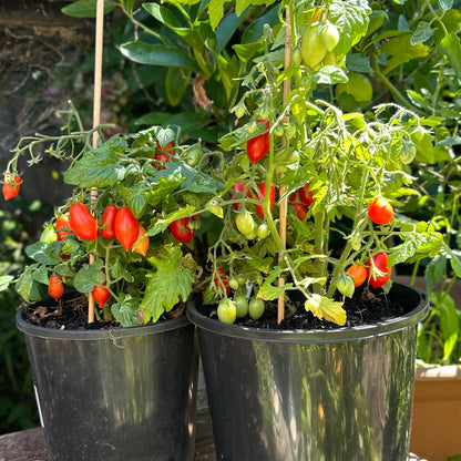 Micro Tomato ‘Laura’ 25 Seeds