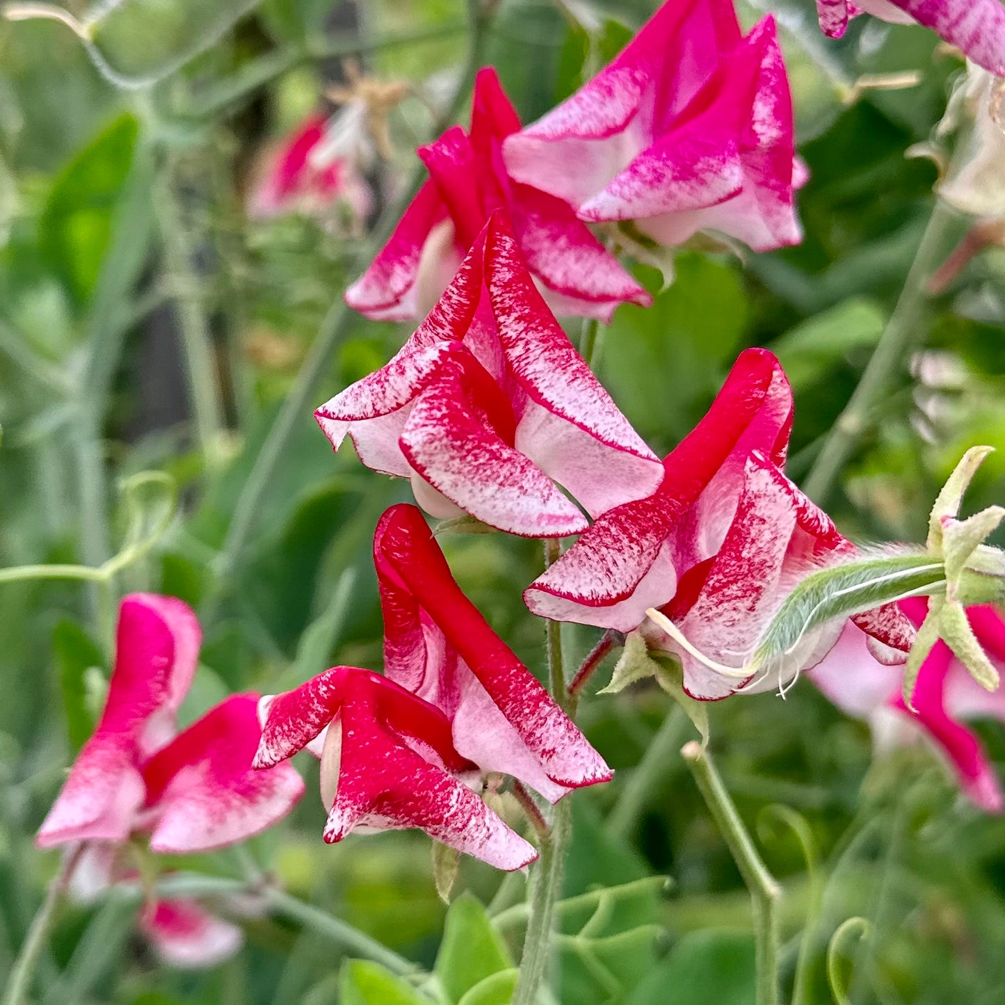 Sweet Pea ‘Mars’ Seeds