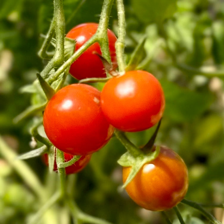 Tomato 'Sweetie' Seeds