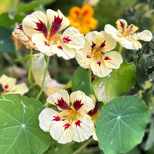 Nasturtium ‘Bloody Mary’ 12 Seeds