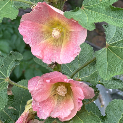 Hollyhock Ficifolia Apricot Seeds