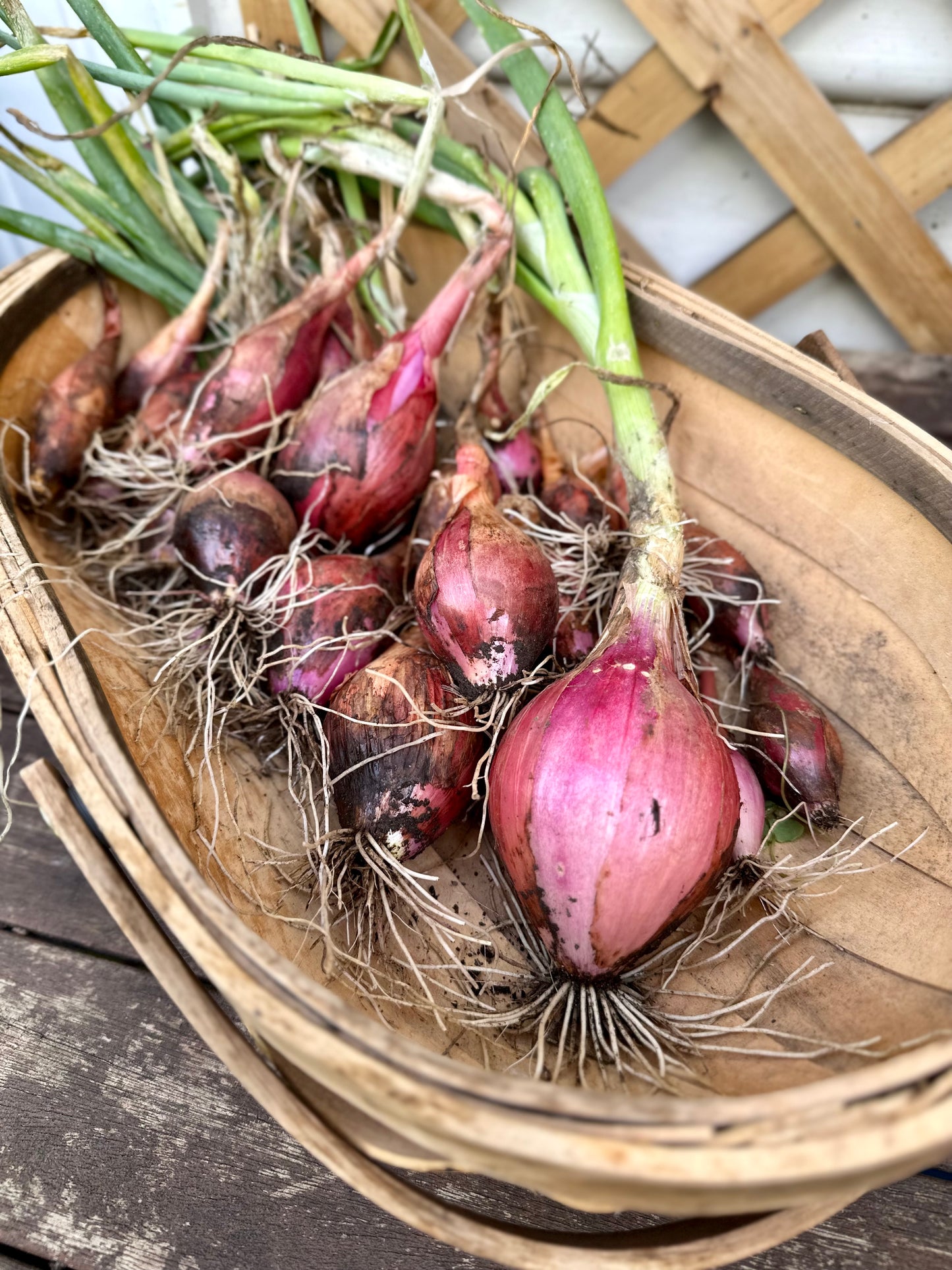 Onion 'Tropea Long Red' Seeds