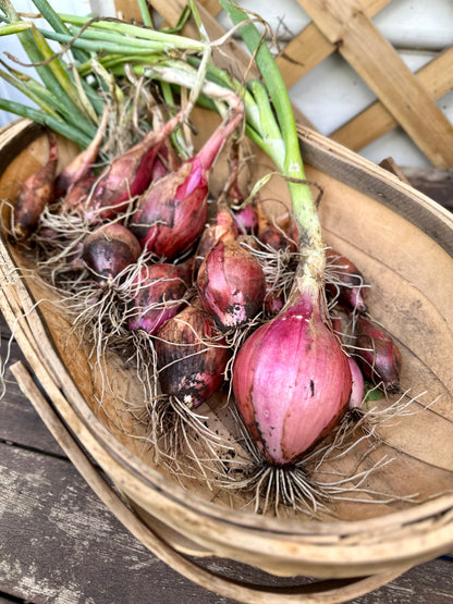Onion 'Tropea Long Red' Seeds