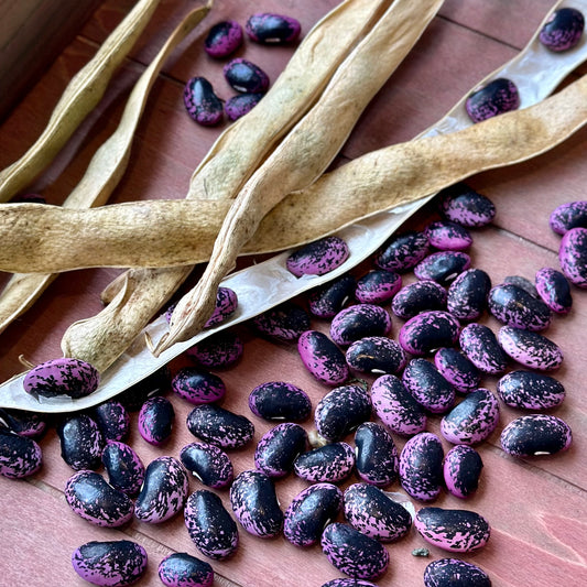 Runner Bean 'Scarlet Emperor' Seeds