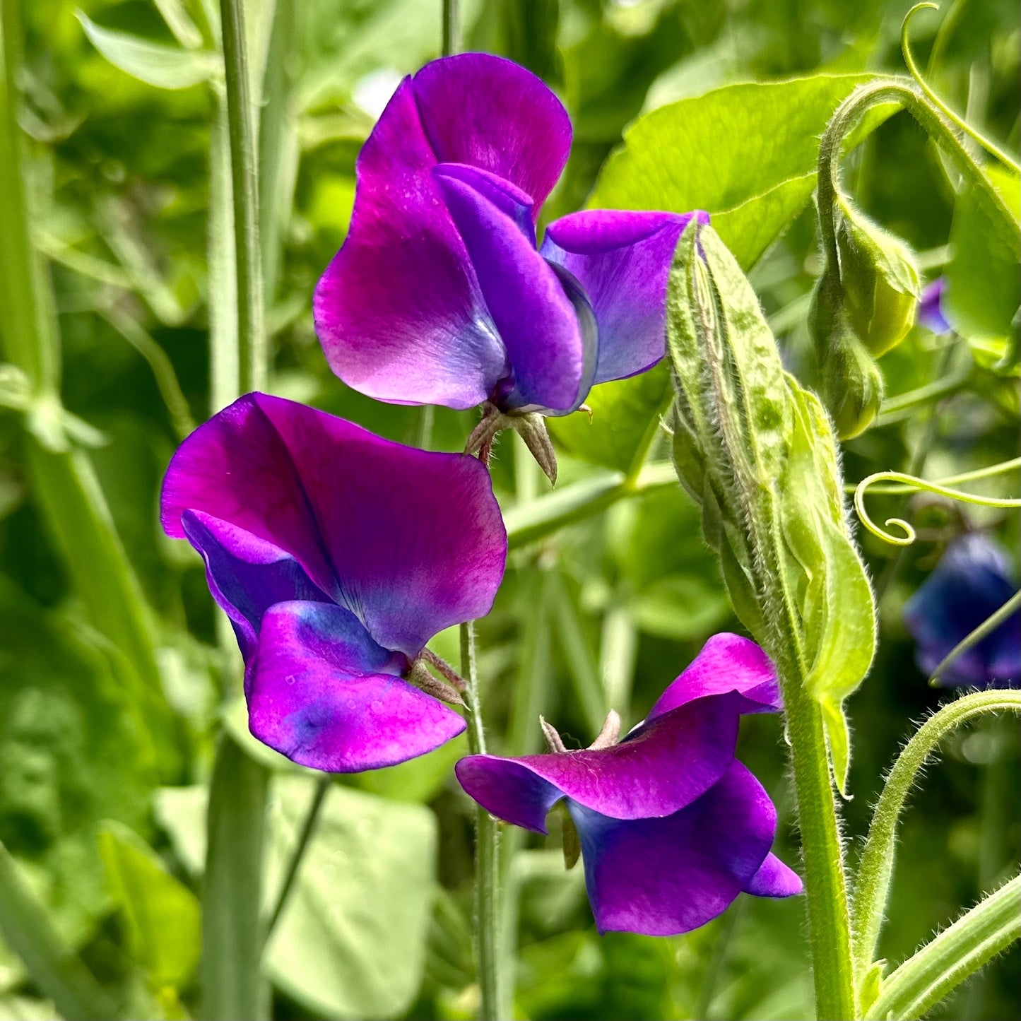 Sweet Pea ‘Blue Shift’ Seeds.