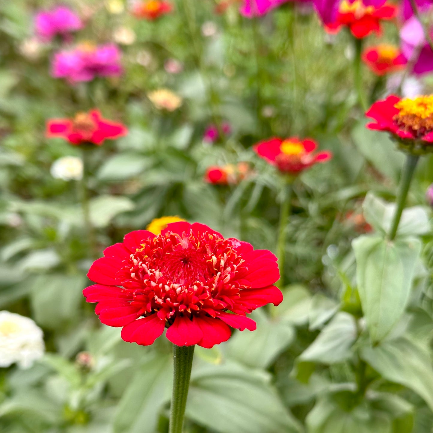 Zinnia Scabiosa Flowered Mix 70 Seeds
