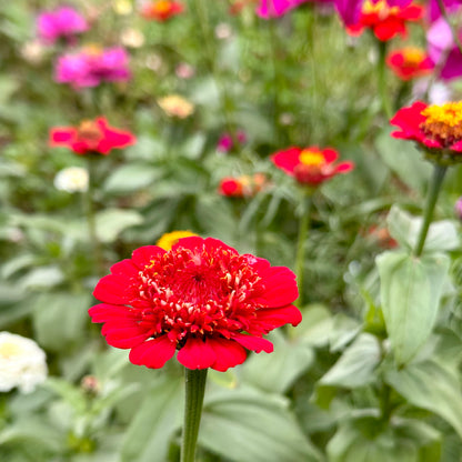 Zinnia Scabiosa Flowered Mix 70 Seeds