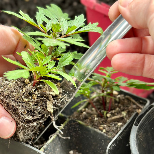 Burgon & Ball Stainless Steel Seedling Widger