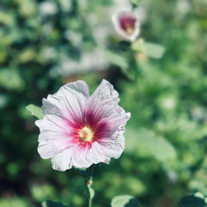 Hollyhock 'Blackberry Halo' Seeds