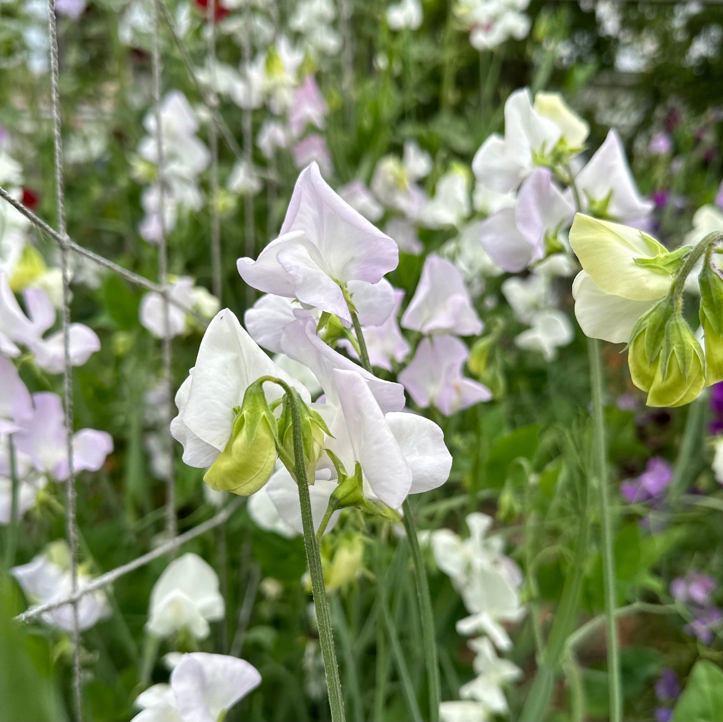 Sweet Pea ‘Arthur Hellyer’ Seeds