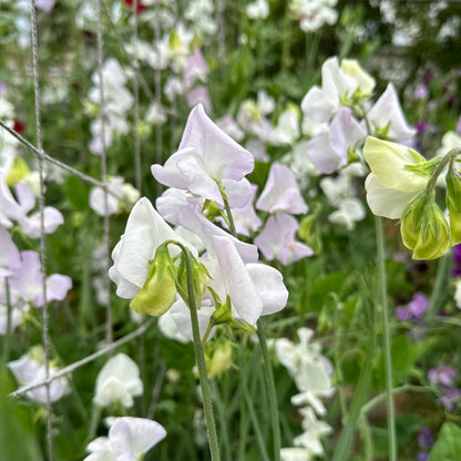 Sweet Pea ‘Arthur Hellyer’ Seeds