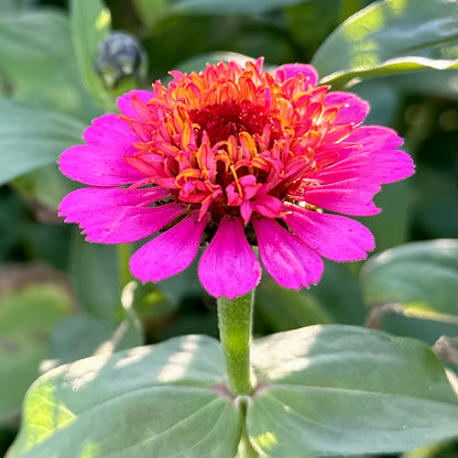 Zinnia Scabiosa Flowered Mix 70 Seeds