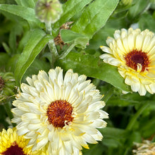 Load image into Gallery viewer, Calendula &#39;Ivory Princess&#39; Seeds
