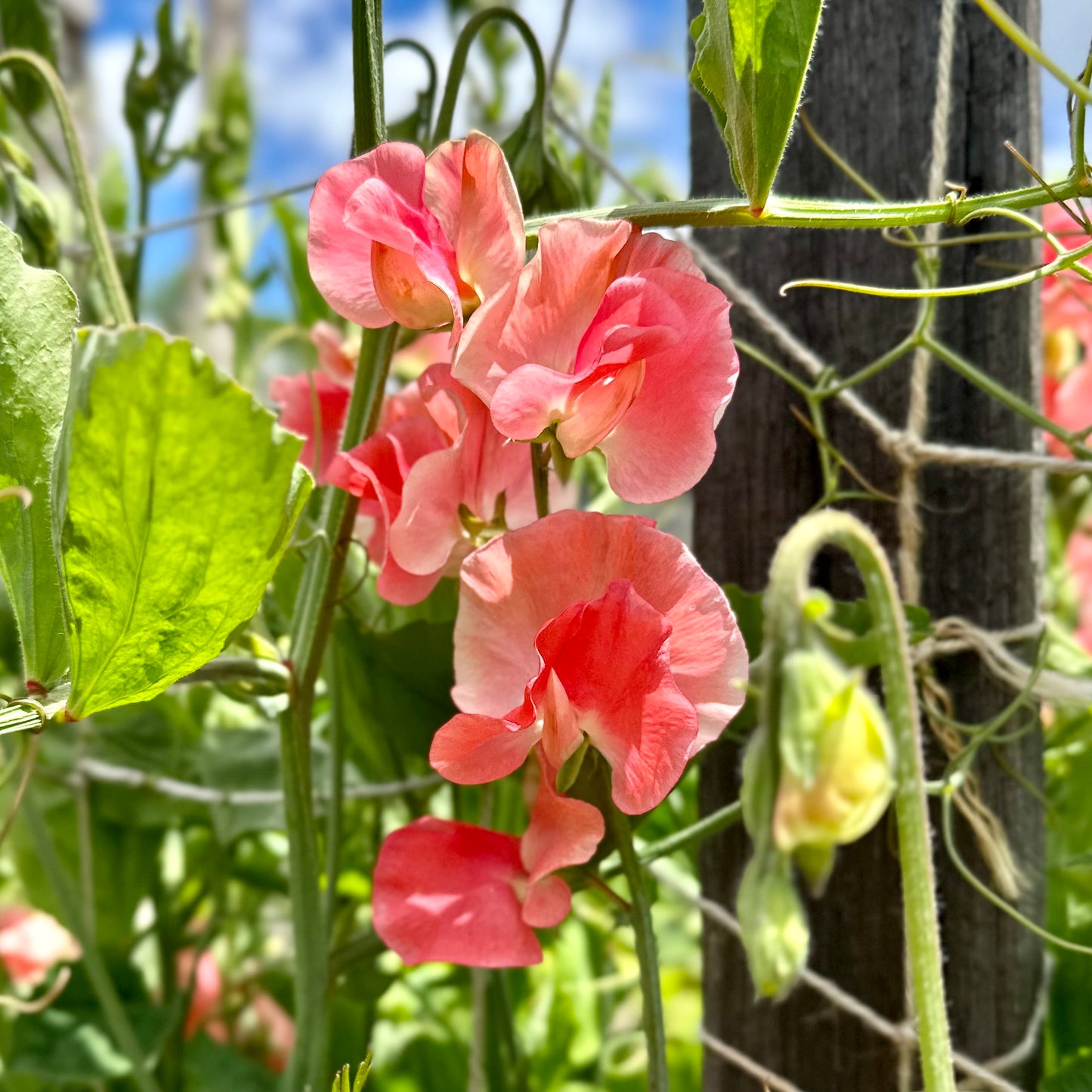 Sweet Pea ‘Candy Floss’ Seeds.