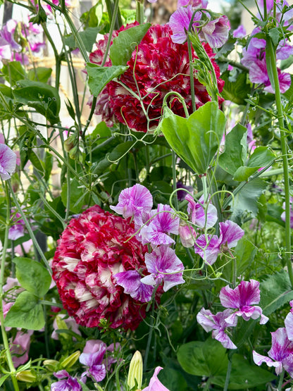 Cottage Garden Flower Mix 10g Seeds