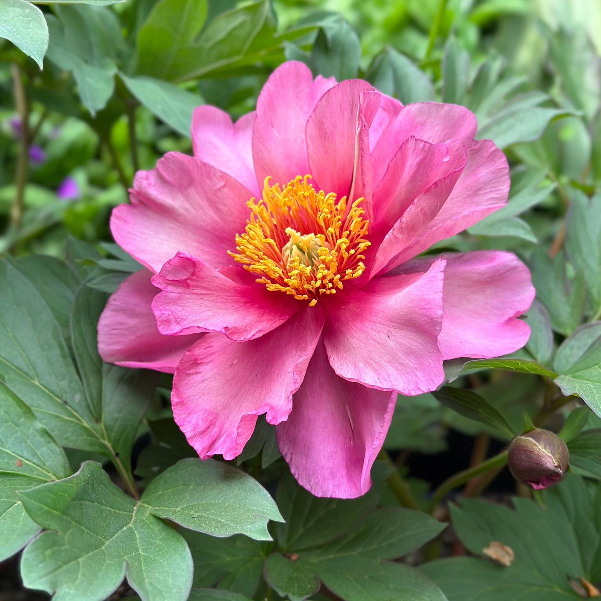 Potted Itoh Peony Plant - Ballarat Only 2026