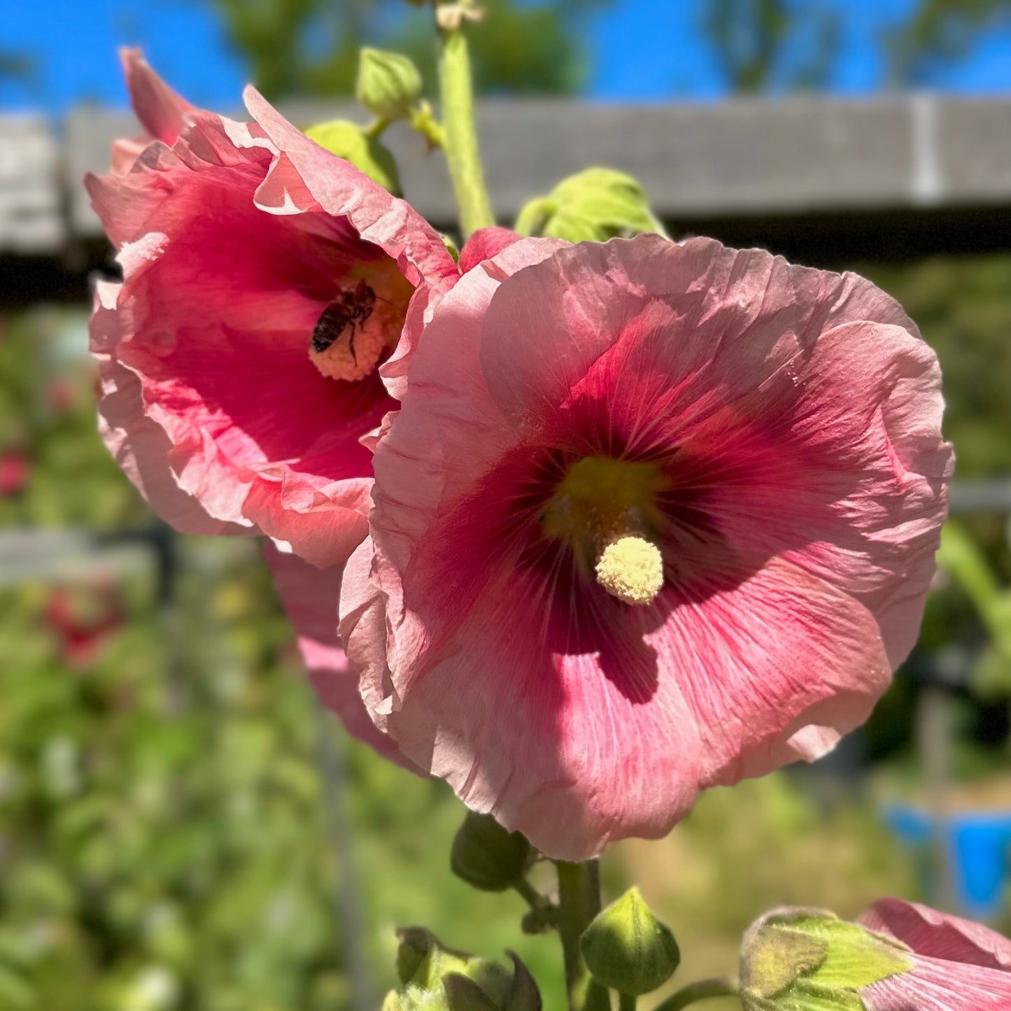 Hollyhock 'Peach’ Seeds