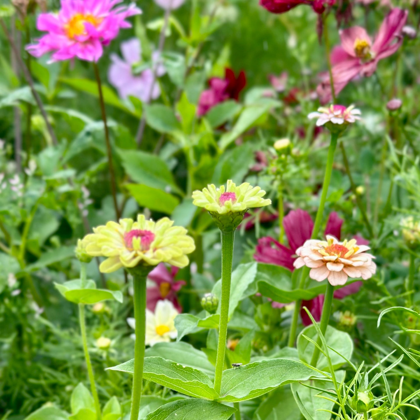 Bee and Butterfly Flower Mix 3g Seeds