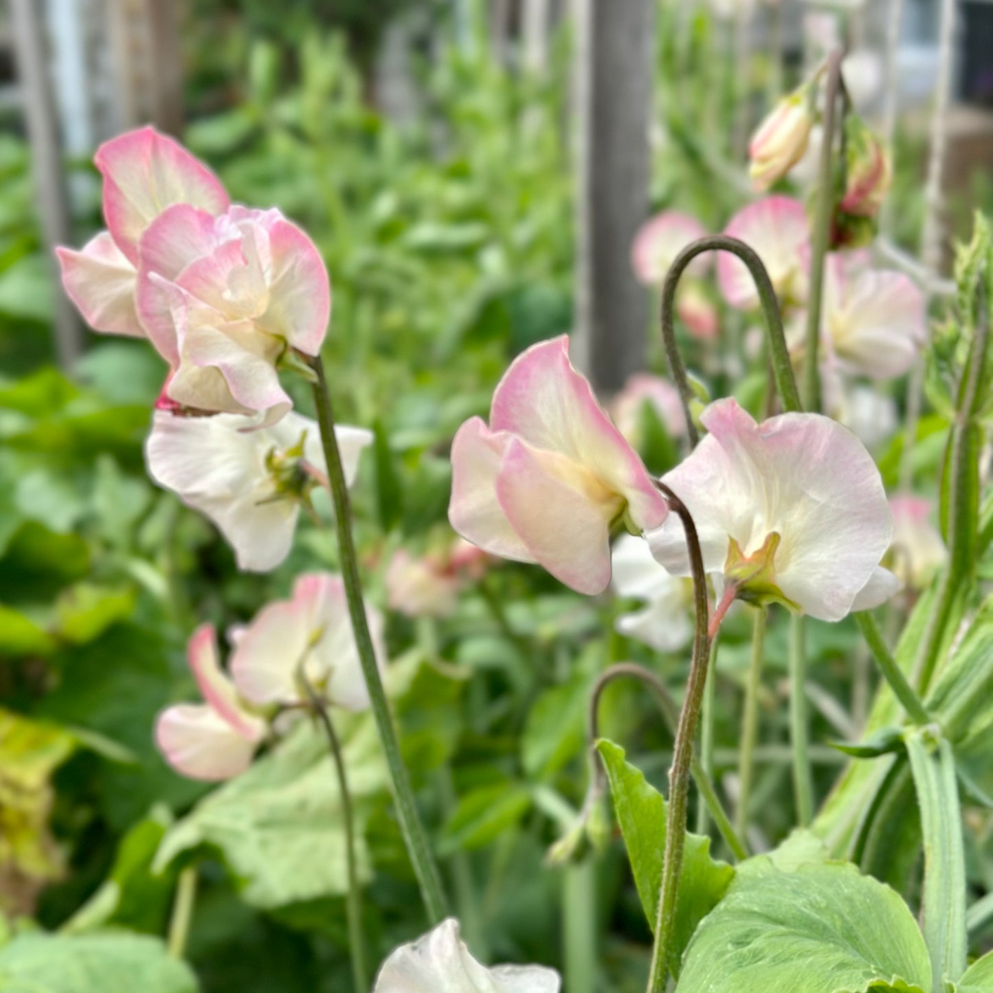 Sweet Pea ‘Bix’ Seeds