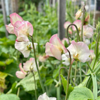 Sweet Pea ‘Bix’ Seeds
