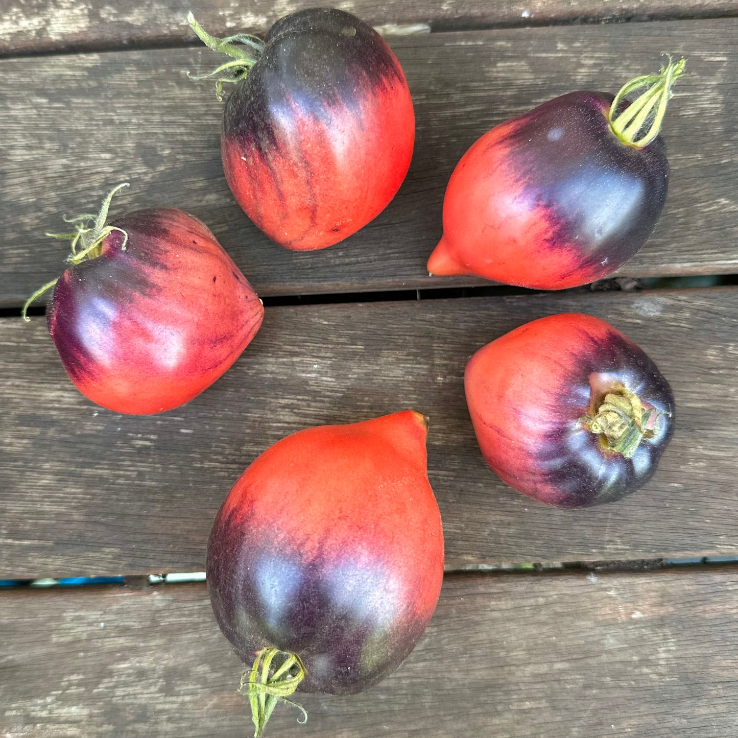 Tomato 'Sgt Peppers’ Seeds COMING SOON