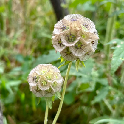 Scabiosa Stellata ‘Drumsticks’ Seeds
