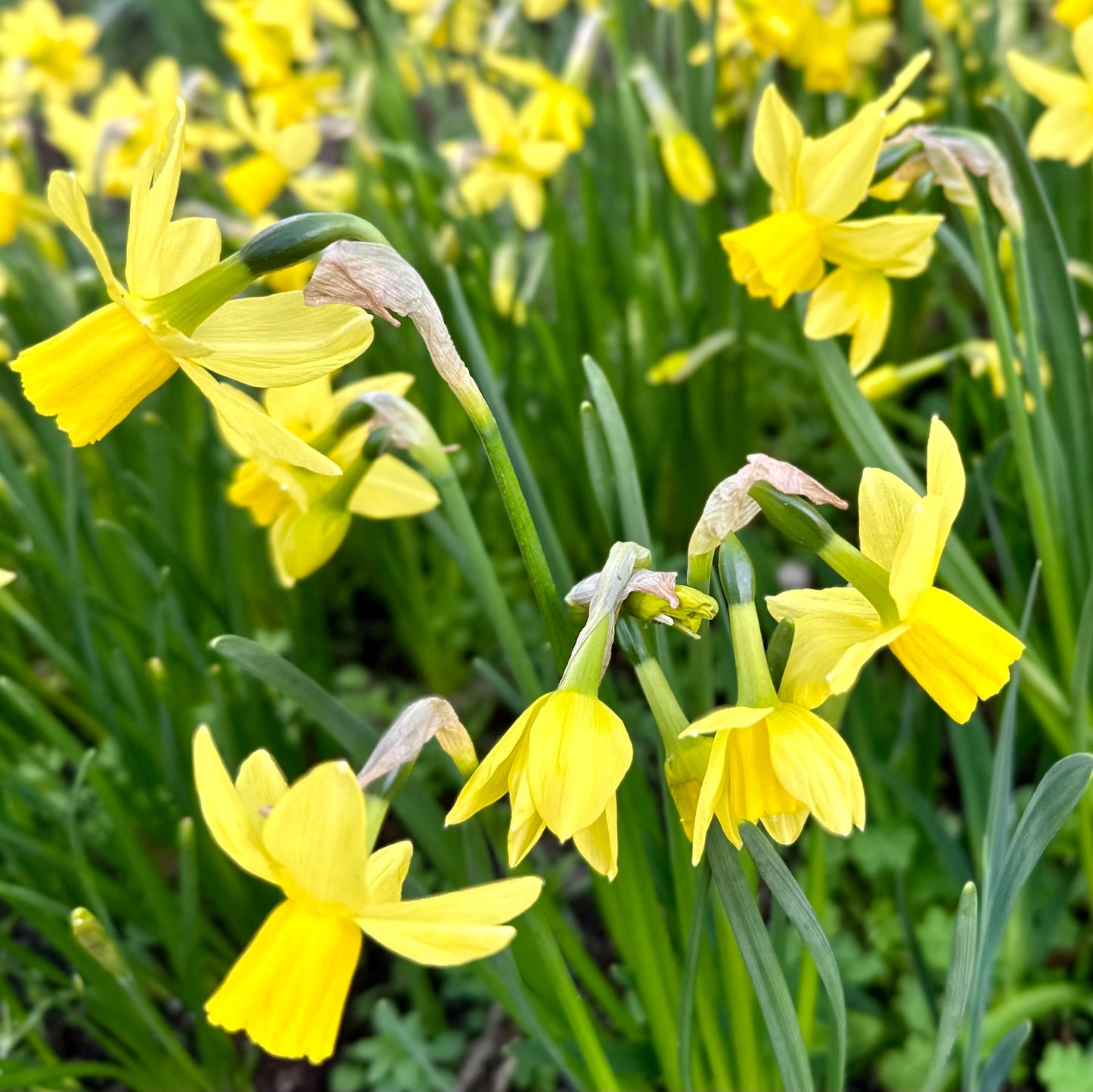 Miniature Daffodil 'Yellow Sailboat' 4 Bulbs