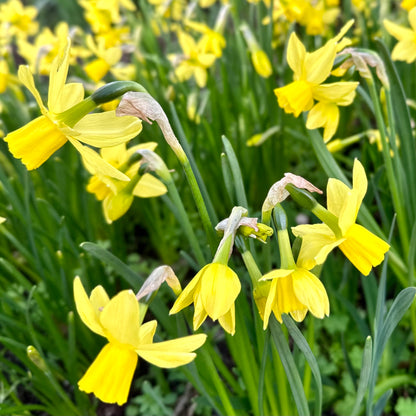 Miniature Daffodil 'Yellow Sailboat' 4 Bulbs